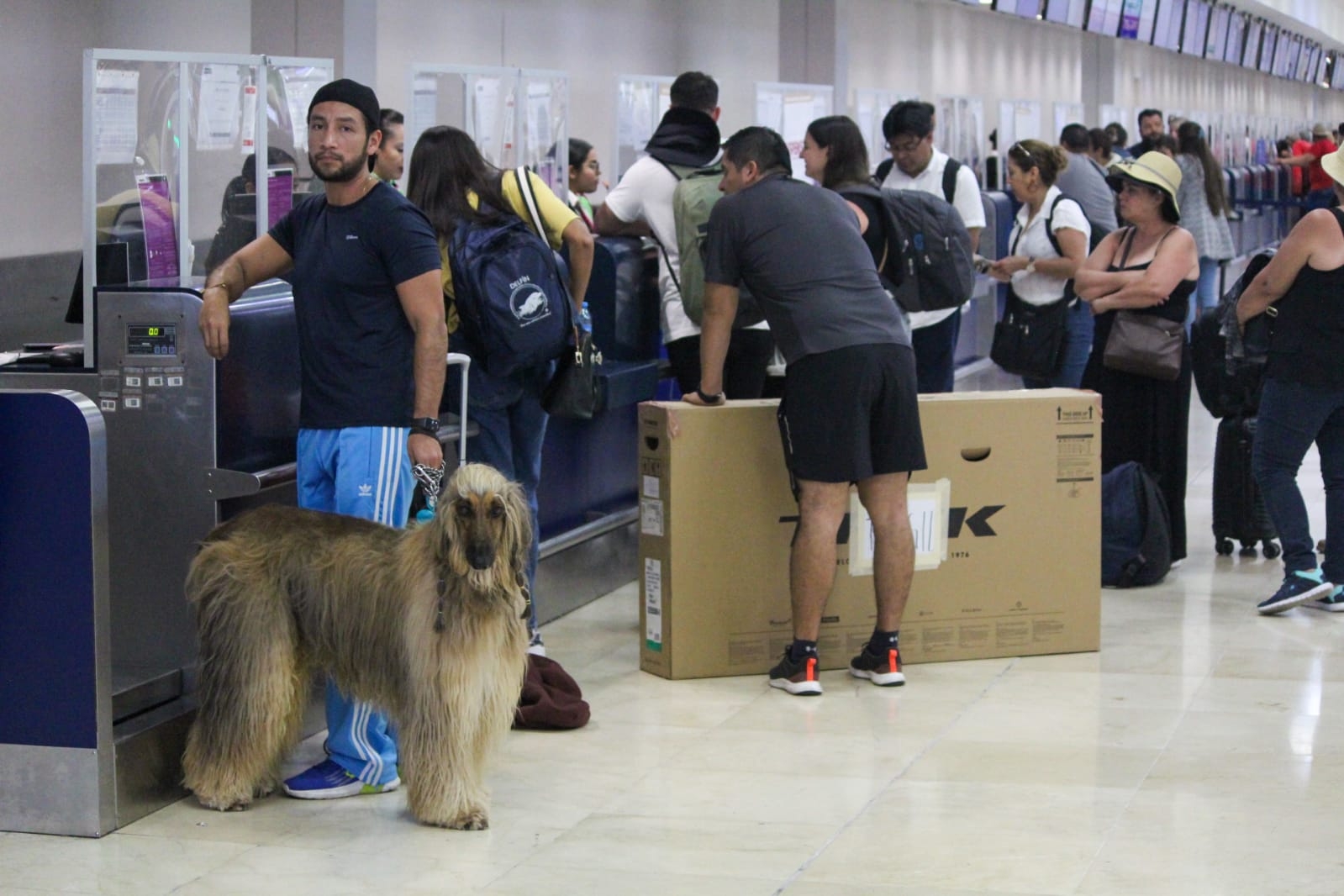 Frullham, Millo y Ally se encontraban en las inmediaciones del recinto aéreo Frullham, Millo y Ally se encontraban en las inmediaciones del recinto aéreo