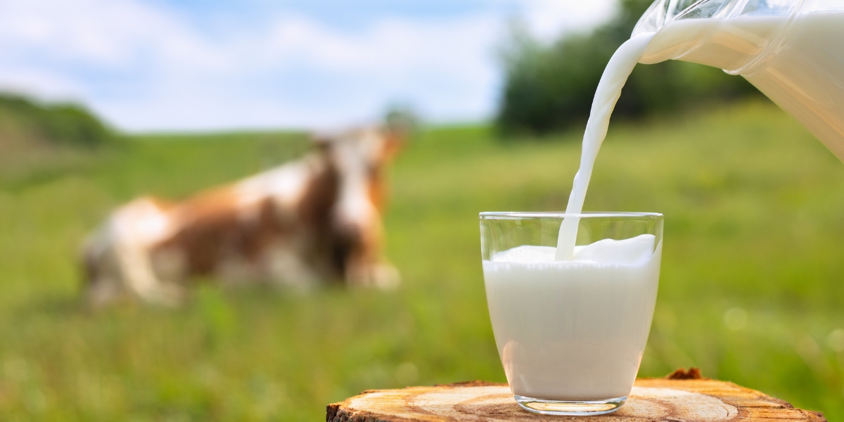 No todo lo que tomas es leche de vaca, te decimos que marcas no son leche. Foto: Especial No todo lo que tomas es leche de vaca, te decimos que marcas no son leche. Foto: Especial