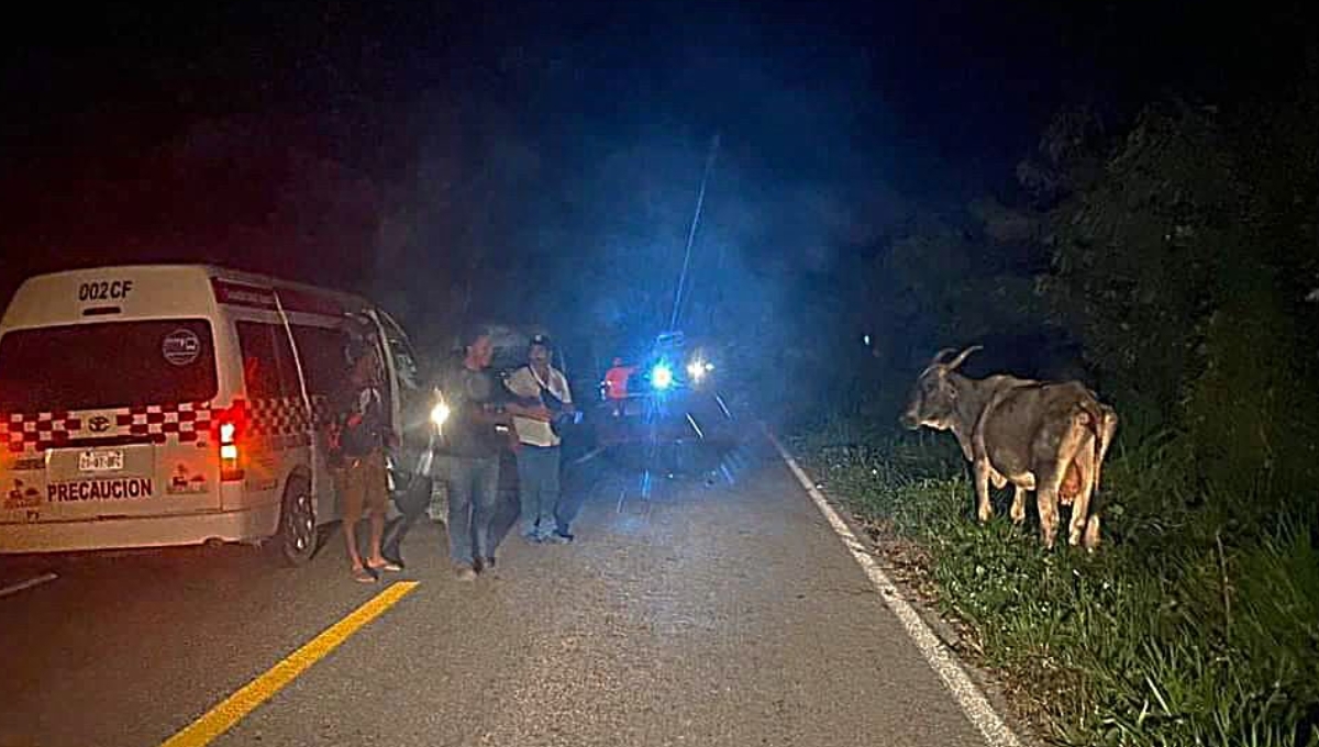 La presencia del ganado en las carreteras federales han sido un problema recurrente pero la autoridad no actúa al respecto La presencia del ganado en las carreteras federales han sido un problema recurrente pero la autoridad no actúa al respecto