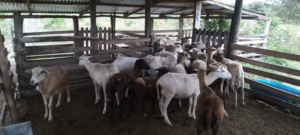 Los animales serán devueltos a sus dueños una vez terminen las averiguaciones Los animales serán devueltos a sus dueños una vez terminen las averiguaciones