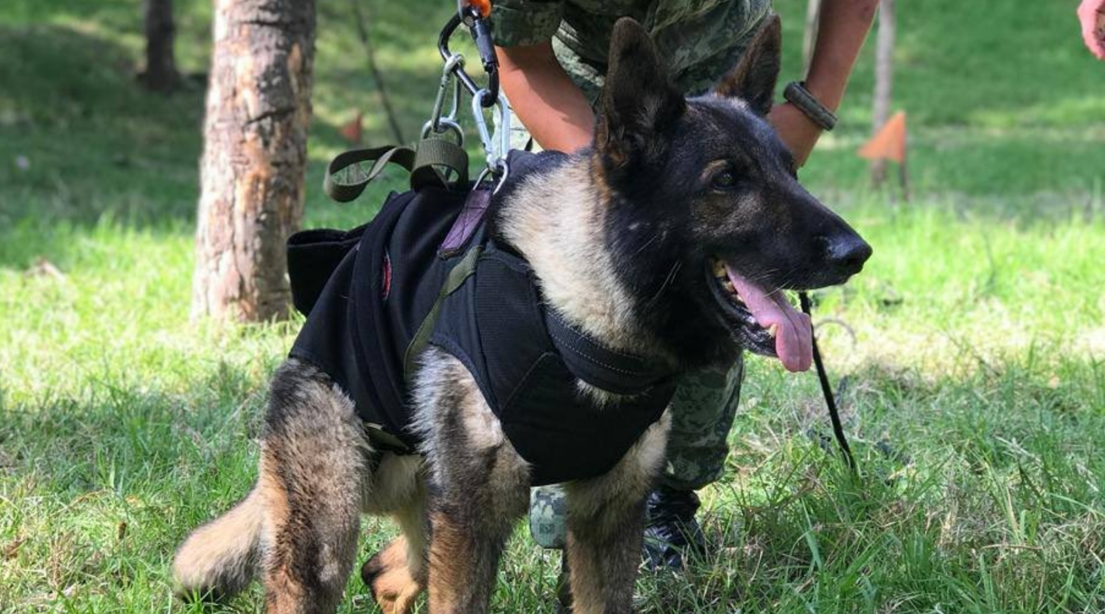 Los restos de Proteo, rescatista canino muerto en Turquía, llegaron a México este jueves