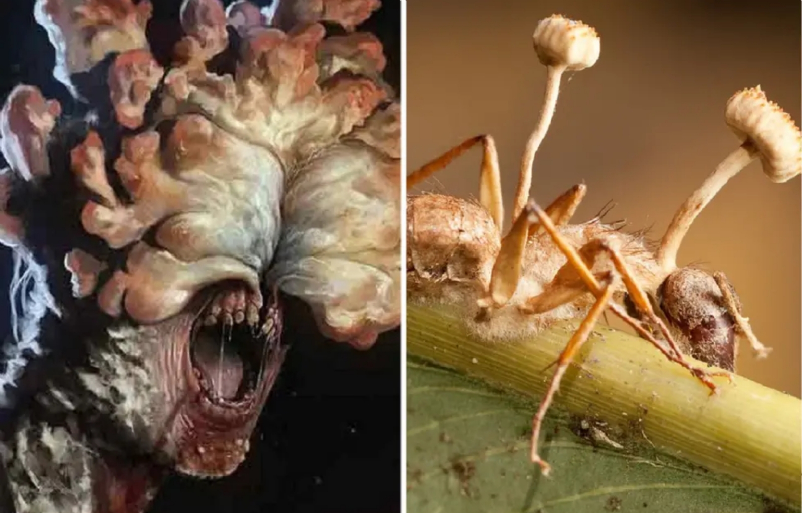 The Last Of Us Cordyceps el hongo en la vida real