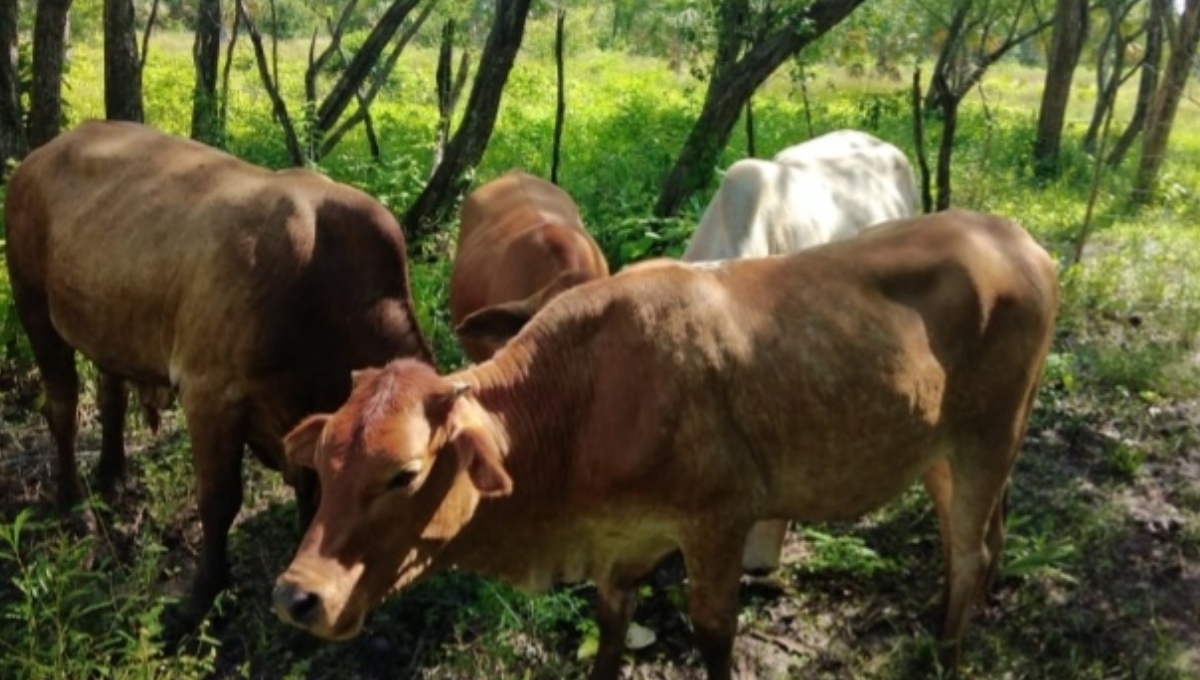 En Sabancuy en los meses de marzo a junio, las temperaturas son muy altas y provoca falta de agua En Sabancuy en los meses de marzo a junio, las temperaturas son muy altas y provoca falta de agua