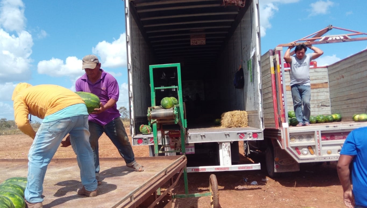Caída de precio de la sandía afecta a productores de Hopelchén; se vende en tres pesos