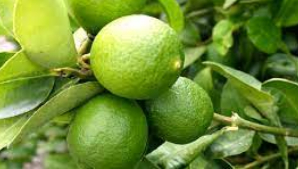 En Campeche pasó de 5.00 pesos a 10.00 pesos por kilo