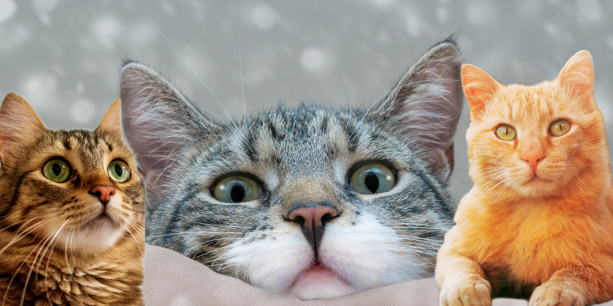 ¿Te unirás al club de las karen´s? Te decimos cuáles son los gatitos más platicadores. Foto: Especial ¿Te unirás al club de las karen´s? Te decimos cuáles son los gatitos más platicadores. Foto: Especial