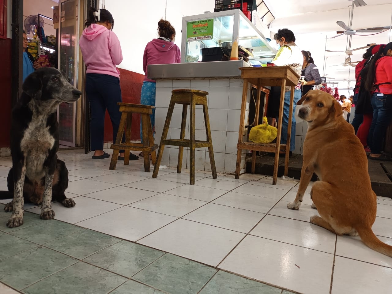 Locatarios del 20 de Noviembre adoptaron a un binomio de canes en situación de calle, además de ayudar a otros seres vivos