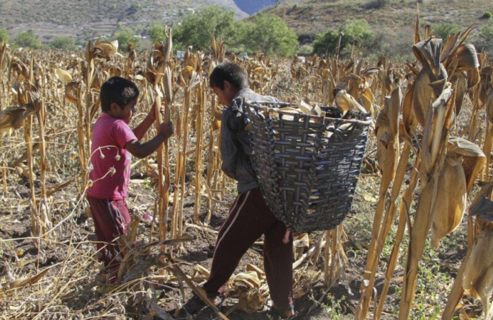 México prohíbe la importación de productos con elaboración de trabajo forzoso