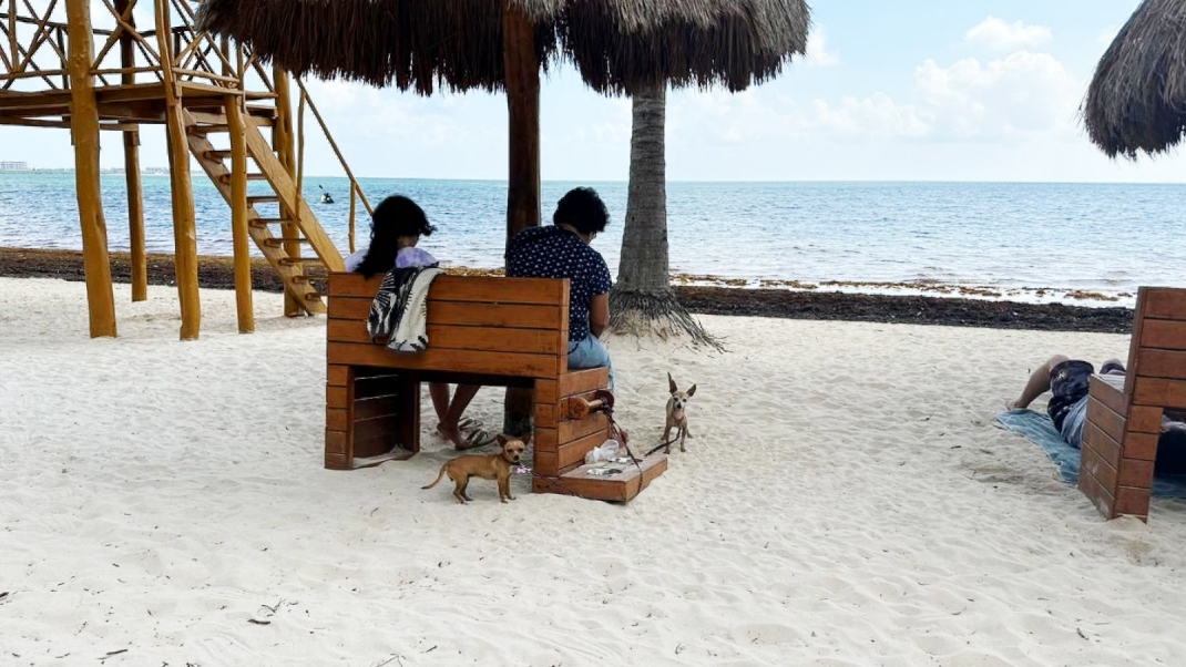Los perritos también aprovecharon este día para disfrutar de la arena