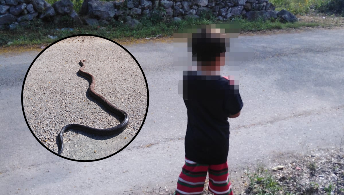 La enorme serpiente tuvo que ser apedreada al poner en riesgo la vida del menor