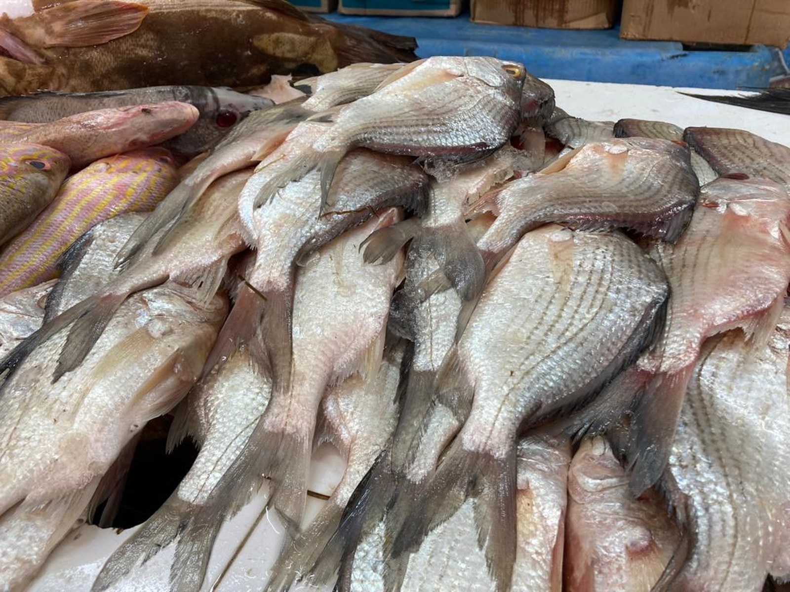 Los negocios venden peces denominados de “corrida”, los capturados en la zona