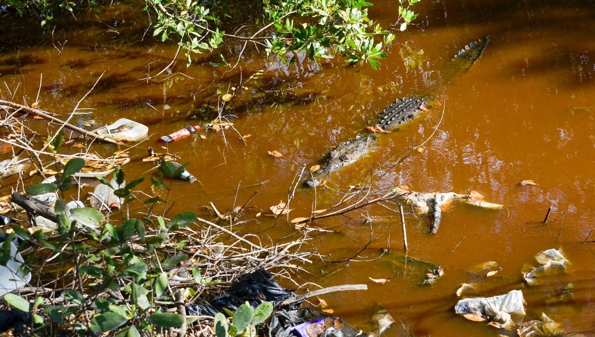 Cocodrilo nada entre manglar lleno de basura en Cancún