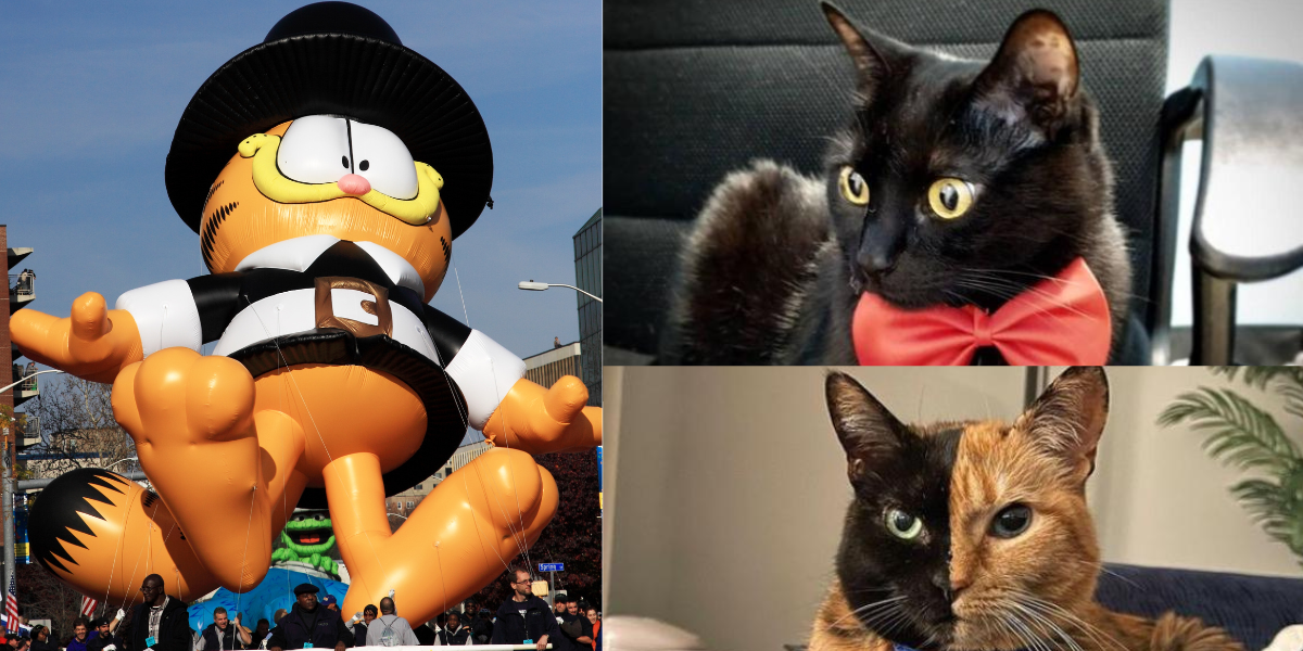 Día Internacional del Gato: Ellos son los michis más famosos