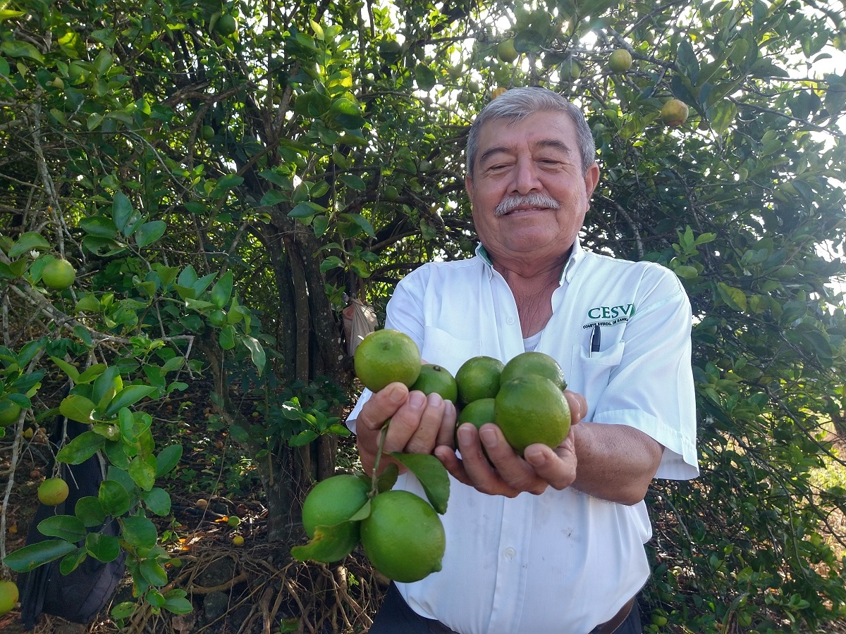 Jesús Sánchez, campesino, mencionó que este cítrico es el más cotizado entre la gente