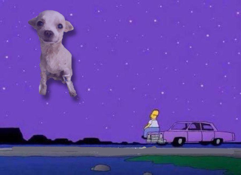 Animal Center Pet Shop de Nayarit, fue quien difundió el caso de este guerrero Animal Center Pet Shop de Nayarit, fue quien difundió el caso de este guerrero