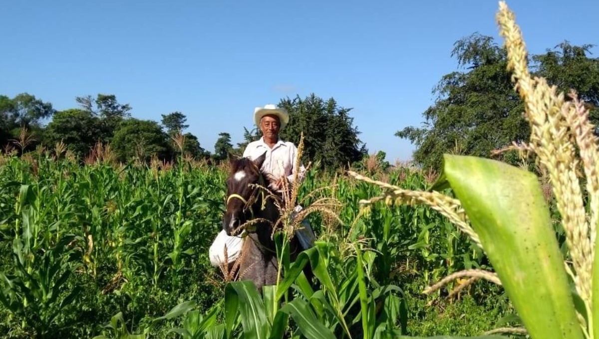 Se destinarán a Campeche 602 toneladas de fertilizantes Se destinarán a Campeche 602 toneladas de fertilizantes