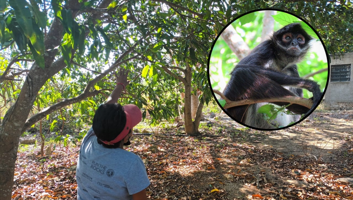 Se desconoce con exactitud cuántos monos son