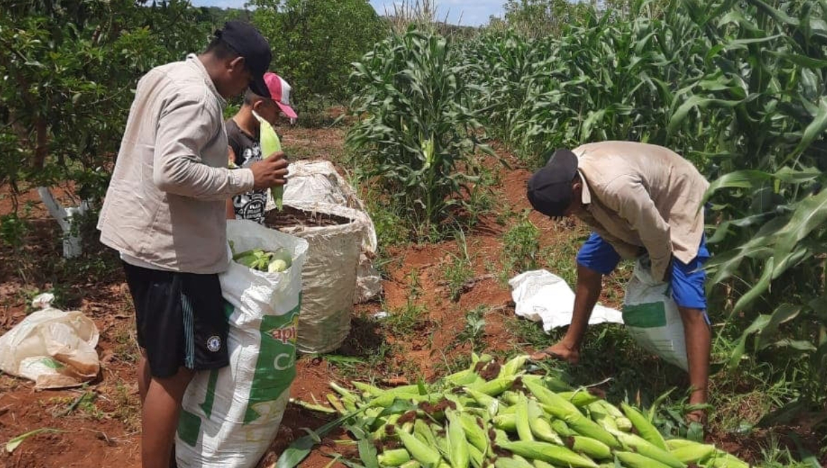 Yucatán registró más de 392 millones de dólares en remesas en 2022: Indemaya