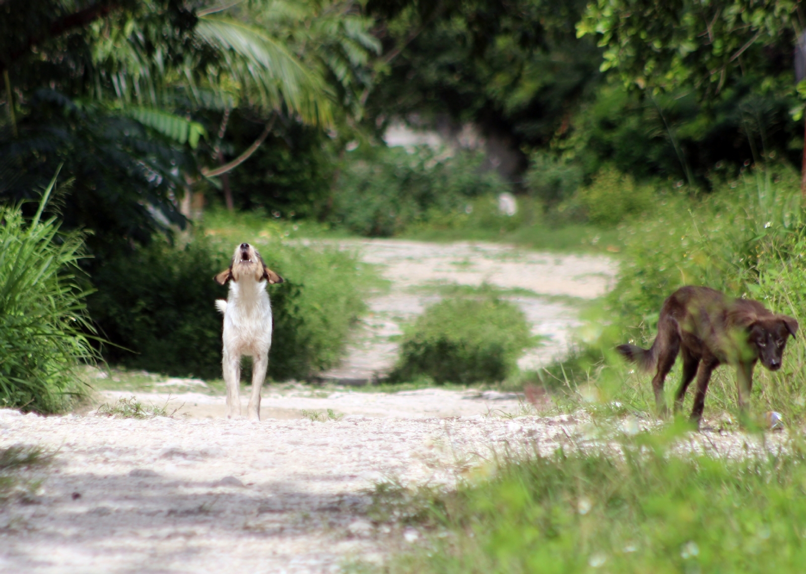El año pasado se registraron 22 ataques contra perros, pero ninguna de las denuncias prosperó