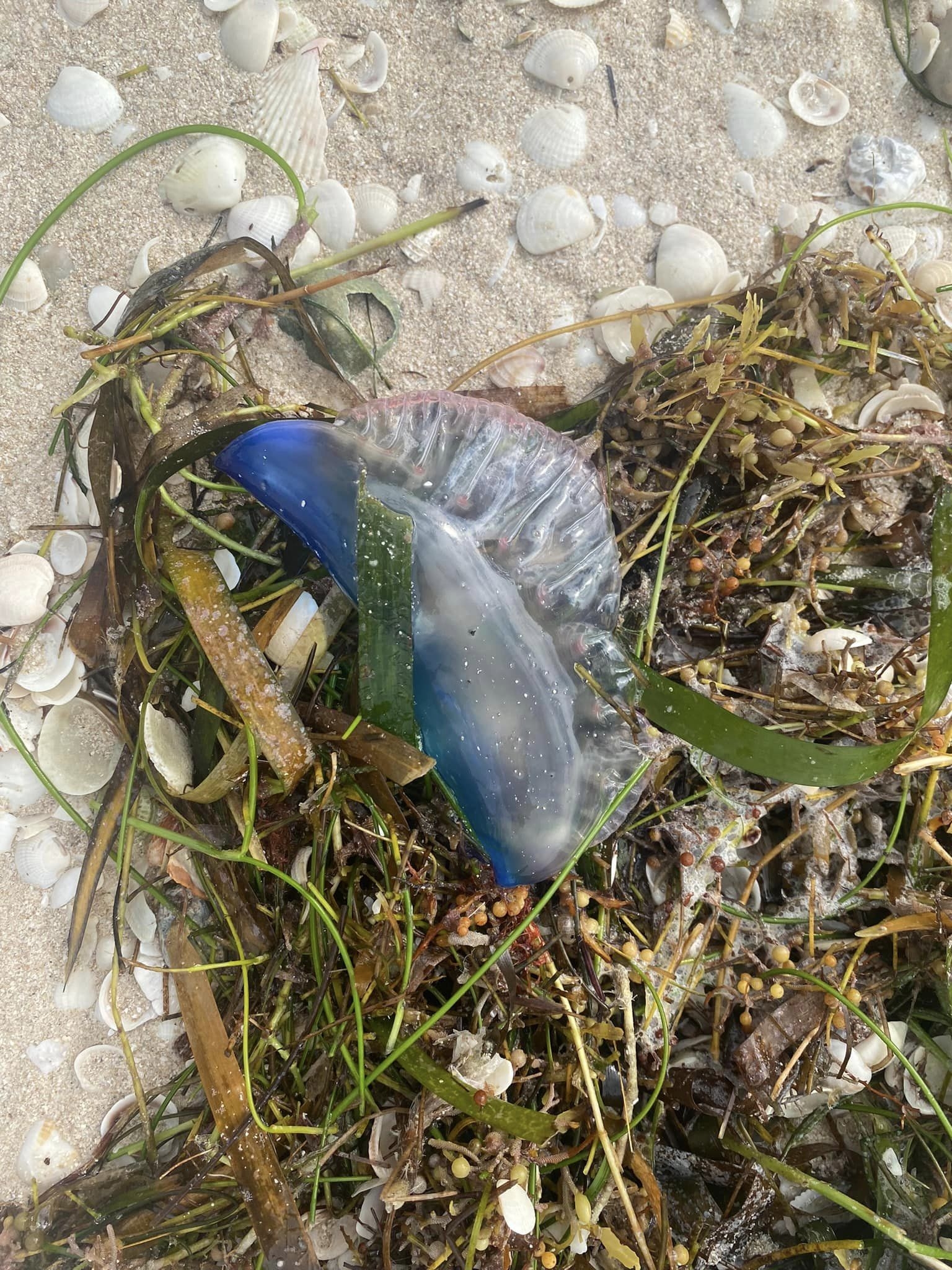 La fragata portuguesa fue vista en San Crisanto durante el fin de semana