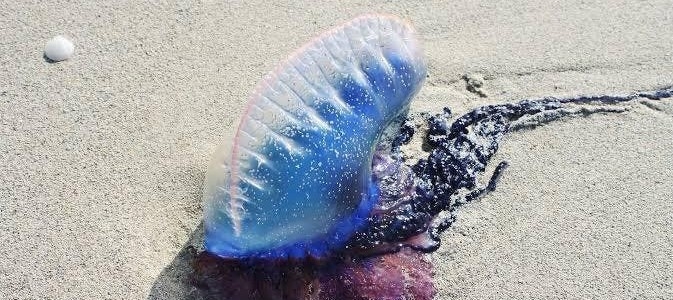 Una picadura de 'agua mala' puede ocasionar quemaduras, problemas respiratorios o la muerte Una picadura de 'agua mala' puede ocasionar quemaduras, problemas respiratorios o la muerte