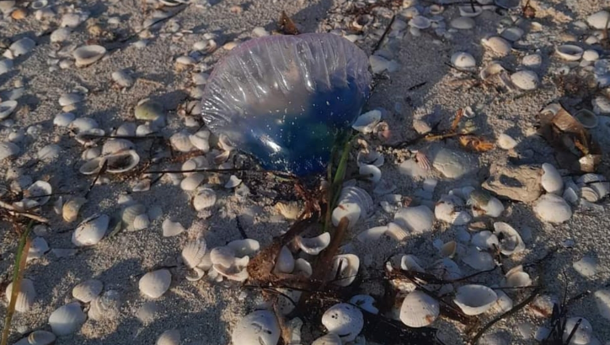 Alertan por llegada de carabela portuguesa en Sinanché, Yucatán