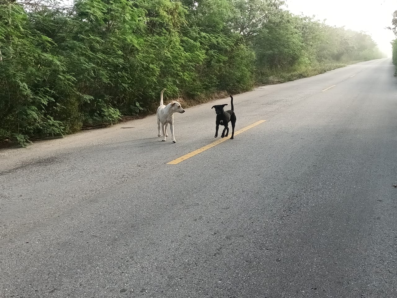 Automovilistas dijeron que estos animales podrían ocasionar algún accidente, sobre todo por la noche, ya que salen de la maleza y persiguen a los transeúntes Automovilistas dijeron que estos animales podrían ocasionar algún accidente, sobre todo por la noche, ya que salen de la maleza y persiguen a los transeúntes