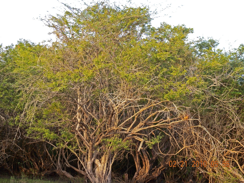 El Palo de tinte es originario de la Península de Yucatán fue usado para teñir vestimentas y telas