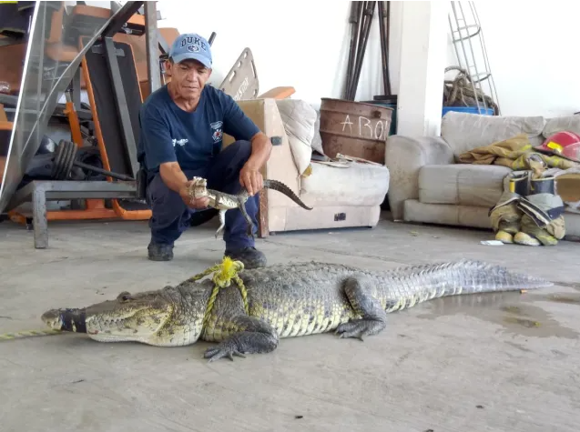 Uno de los ejemplares más grandes capturados en Ciudad Madero medía casi 3 metros
