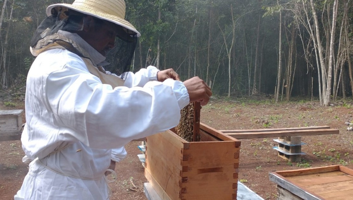 El frío y el calor de los últimos meses afectan la producción El frío y el calor de los últimos meses afectan la producción