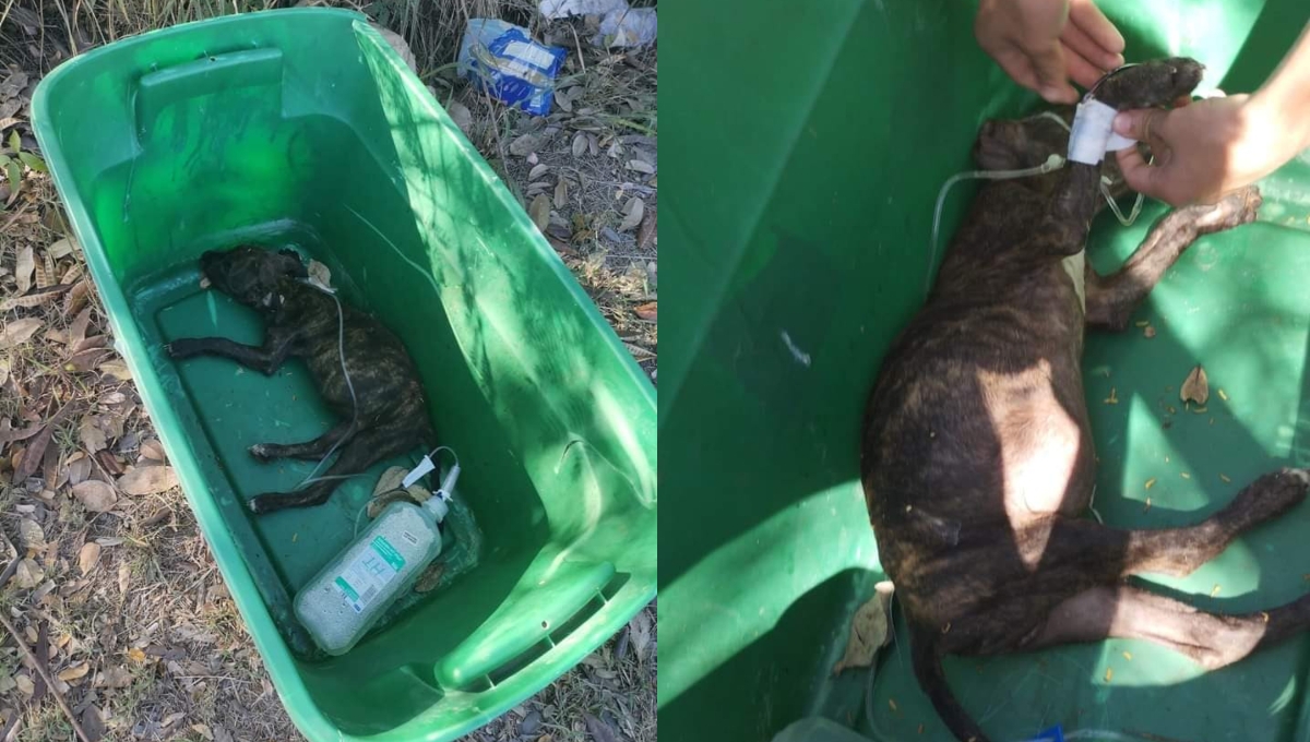 Abandonan a perrita medicada y muere en el Periférico de Mérida