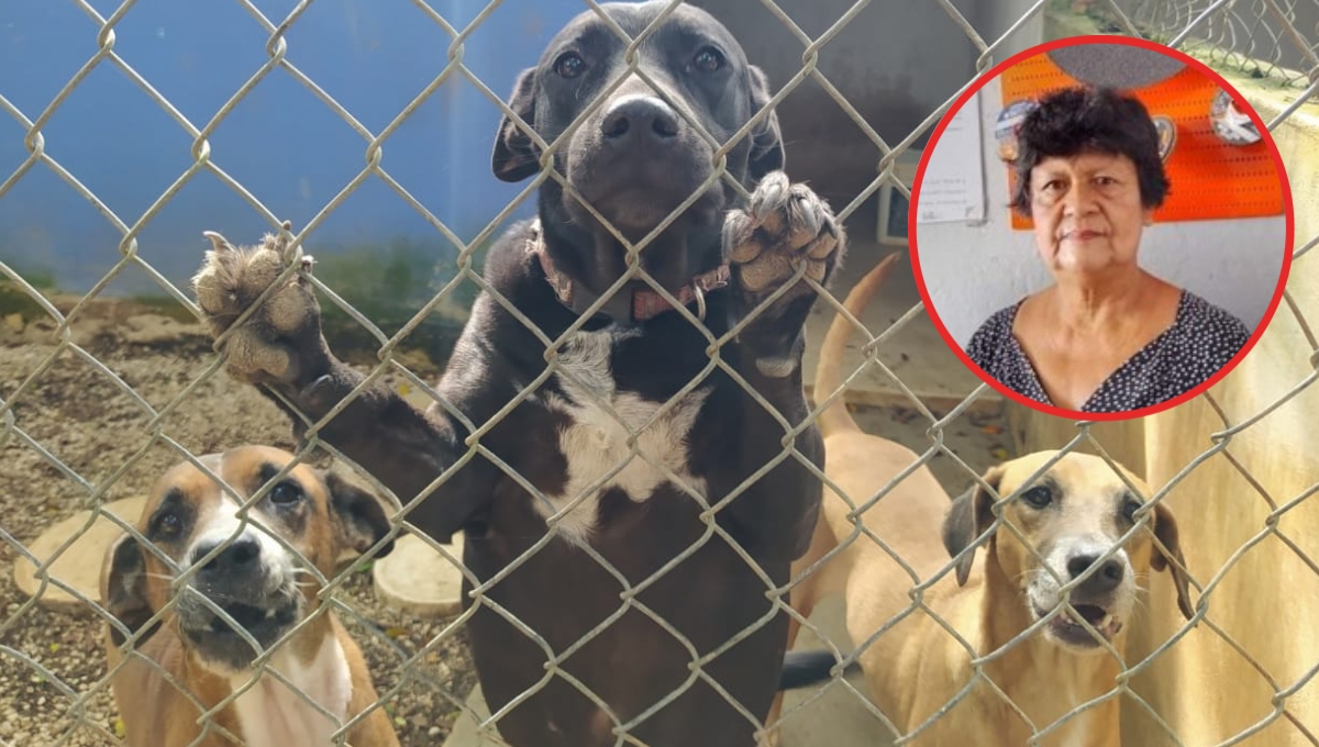La mujer dejó a 16 animales desamparados, por lo que están buscando a quién los adopte La mujer dejó a 16 animales desamparados, por lo que están buscando a quién los adopte