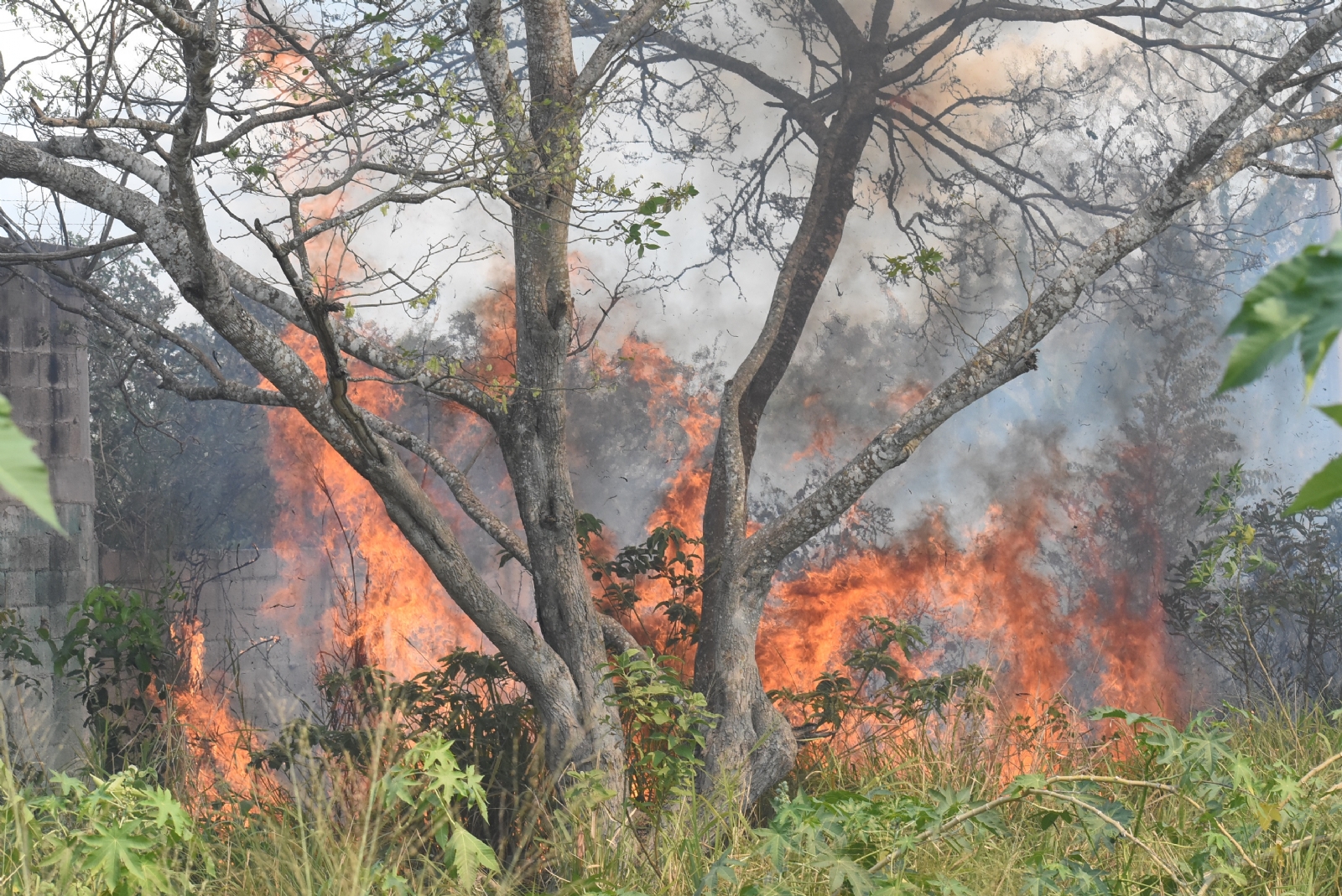 La Secretaría de Protección Civil ha comenzado a alertar por incendios en maleza en Campeche