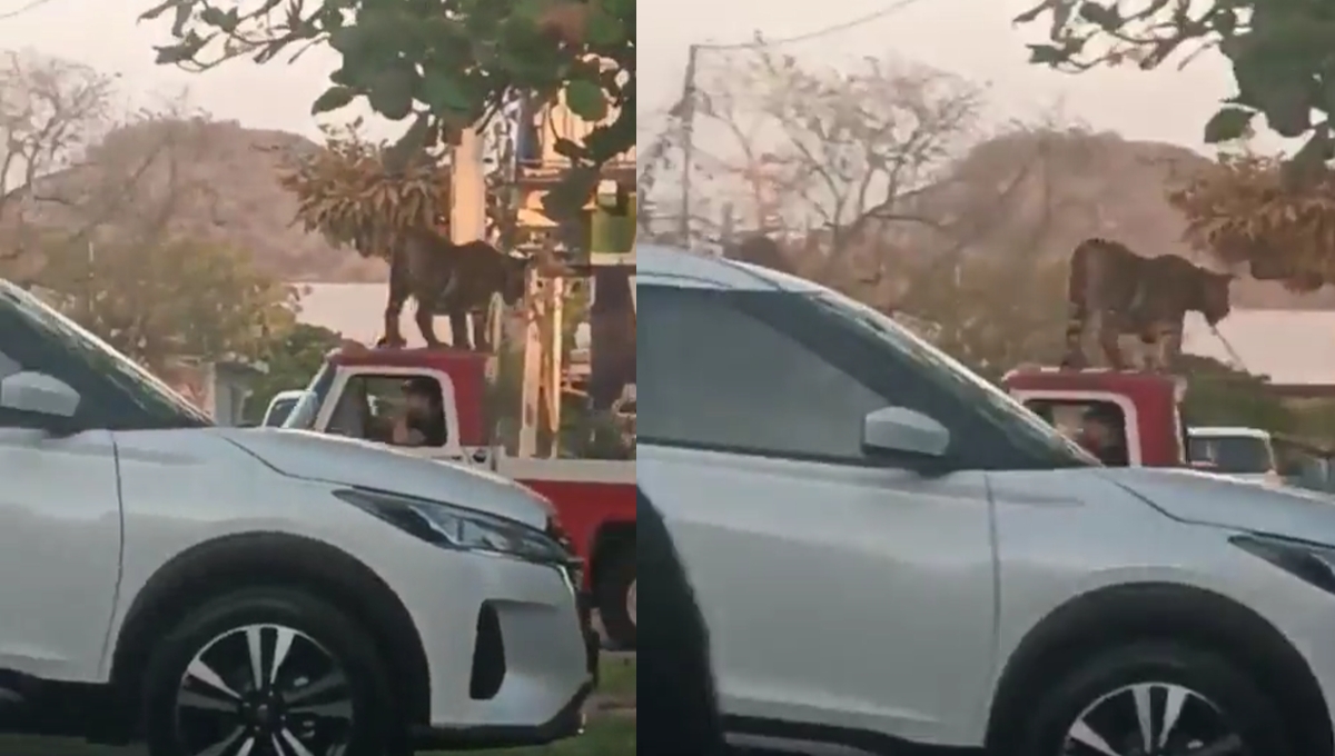 El tigre causó asombro en habitantes de Parácuaro, Michoacán