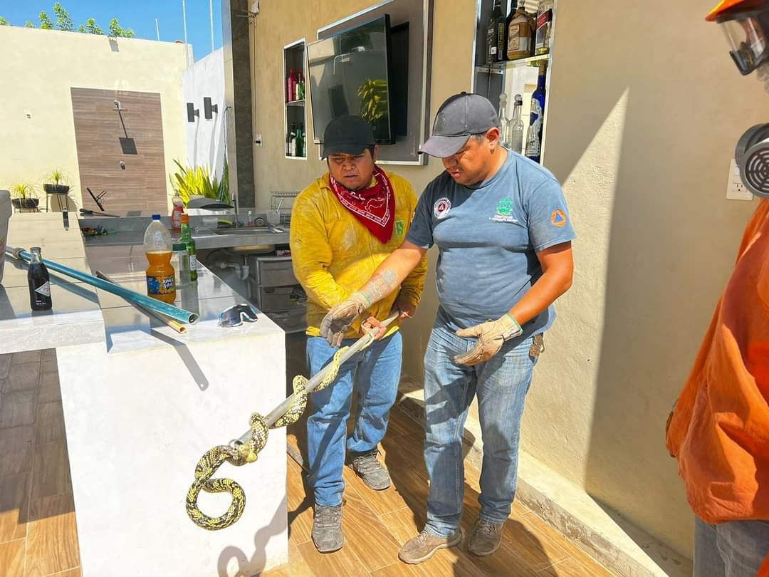 La serpiente Chaycan fue liberada en un monte de Oxkutzcab La serpiente Chaycan fue liberada en un monte de Oxkutzcab
