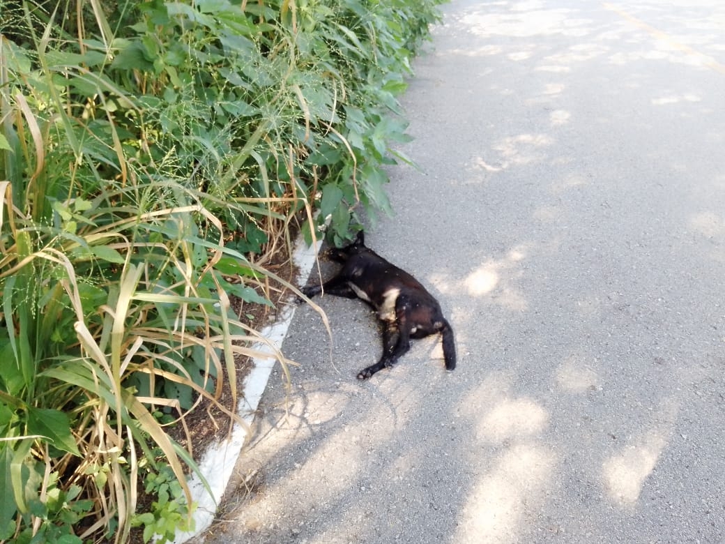 En Sinanché, los animales se ven afectados por la sequía y conductores imprudentes