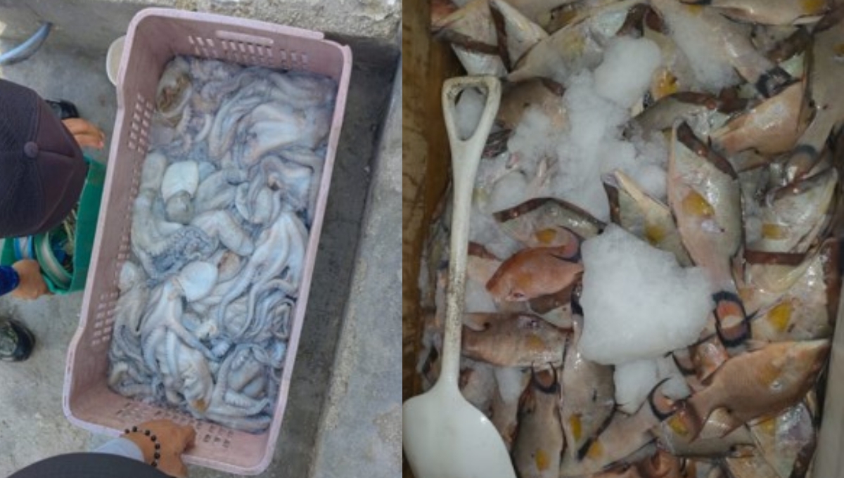 Aseguran más de 500 kilos de pulpo y boquinete en veda en Progreso; hay un detenido
