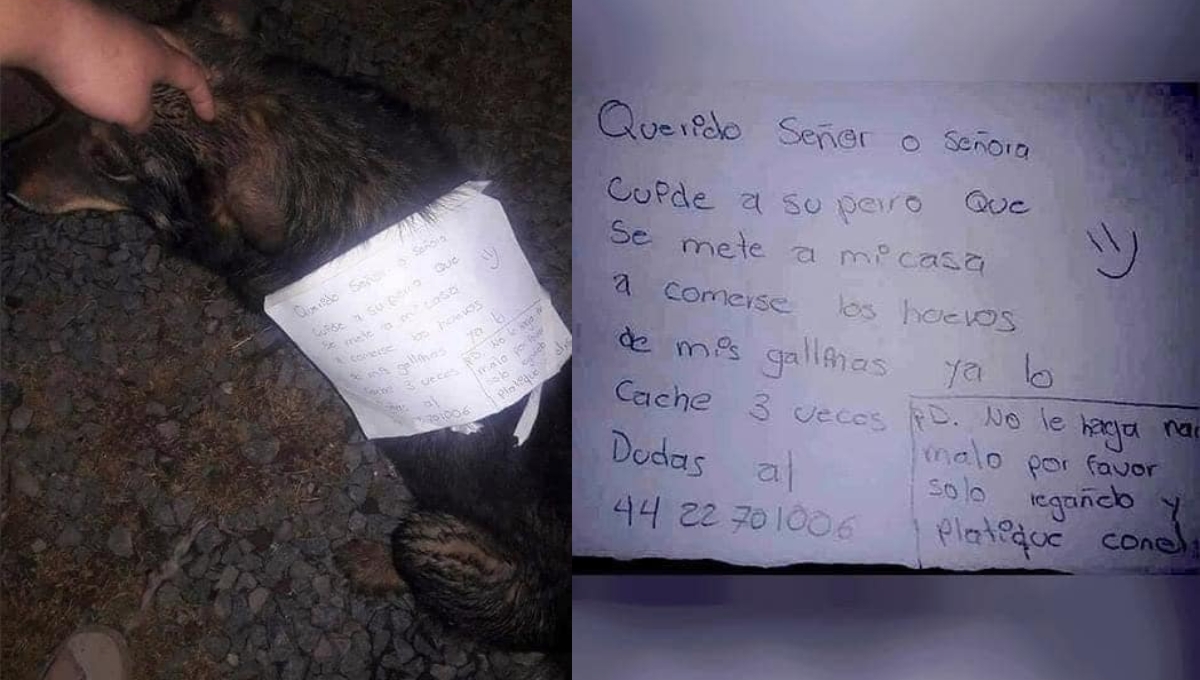 Las víctimas del robo pidieron que no regañen al perro Las víctimas del robo pidieron que no regañen al perro
