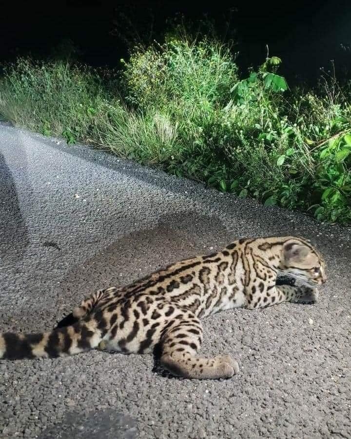 Automovilistas reportaron al felino tirado sobre el pavimento; fue estabilizado y llevado a un refugio para que se recupere Automovilistas reportaron al felino tirado sobre el pavimento; fue estabilizado y llevado a un refugio para que se recupere