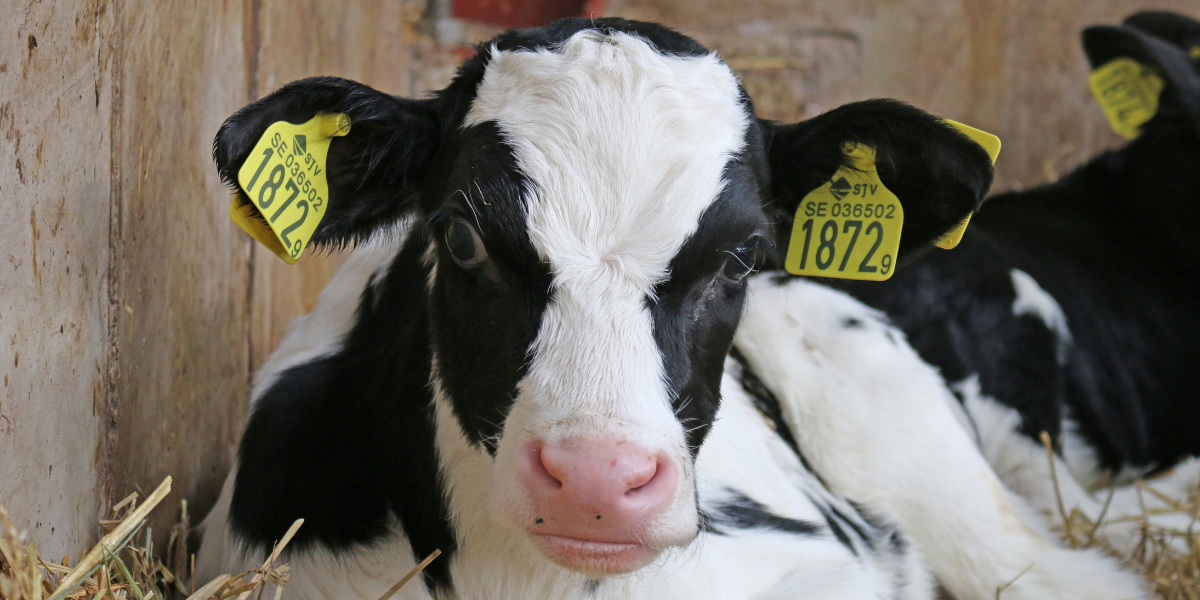 El ternero es buscado por varios empleados para adoptarla. Foto: Especial El ternero es buscado por varios empleados para adoptarla. Foto: Especial