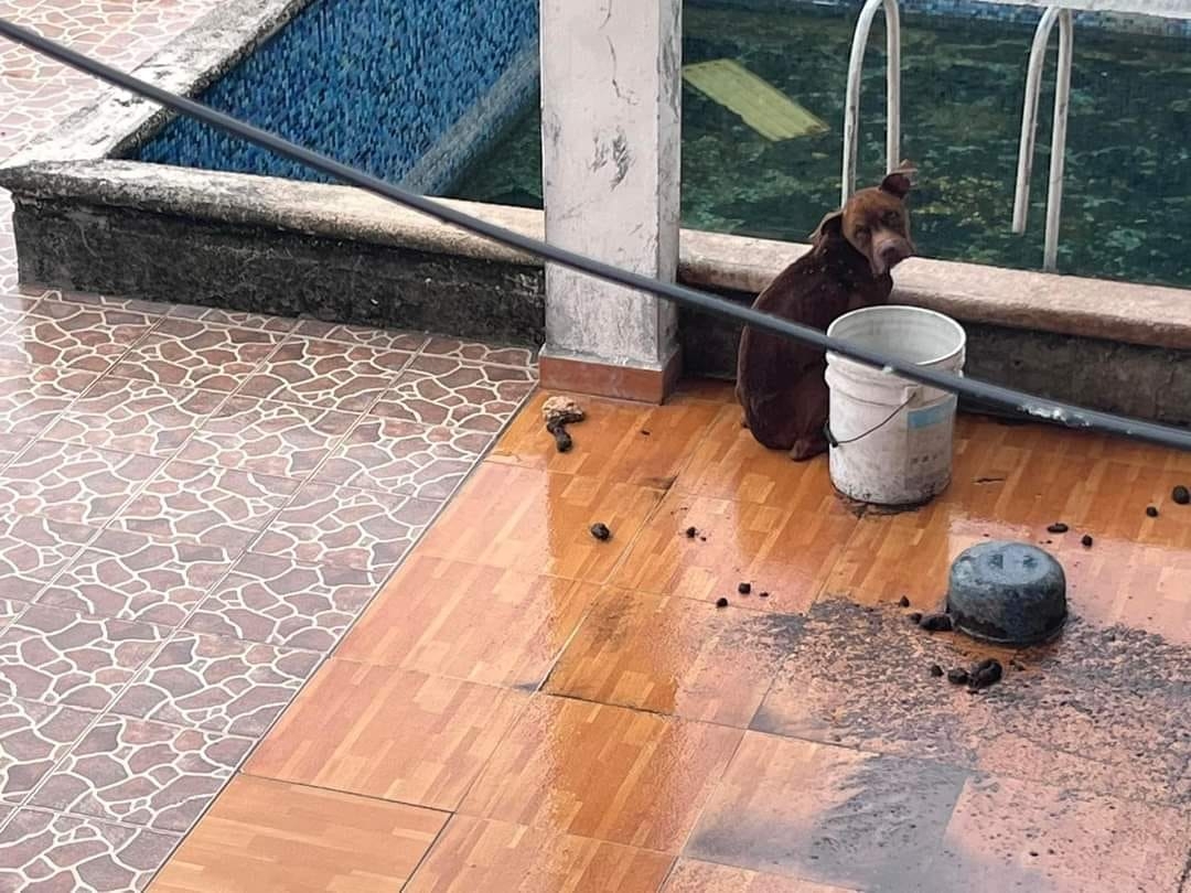 En la casa se encuentran otros dos perritos en pésimas condiciones