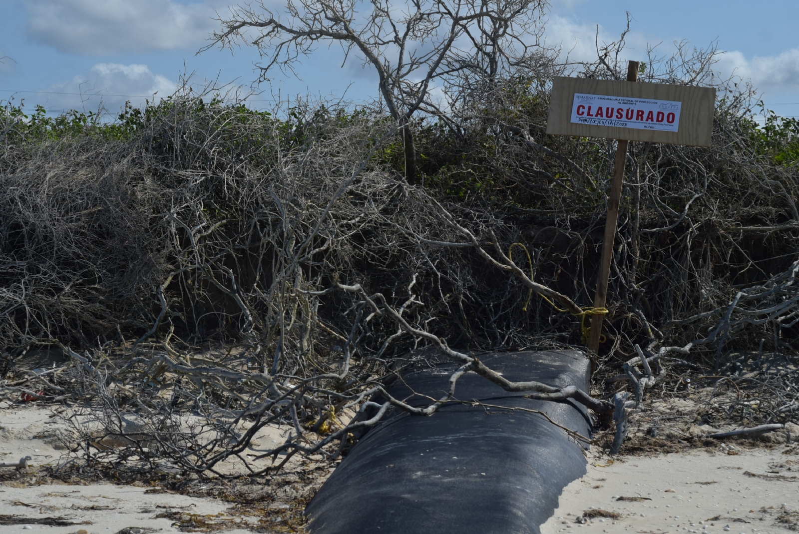 Paraíso Sisal: Profepa clausura una instalación de geotubos de los Campos Agüero