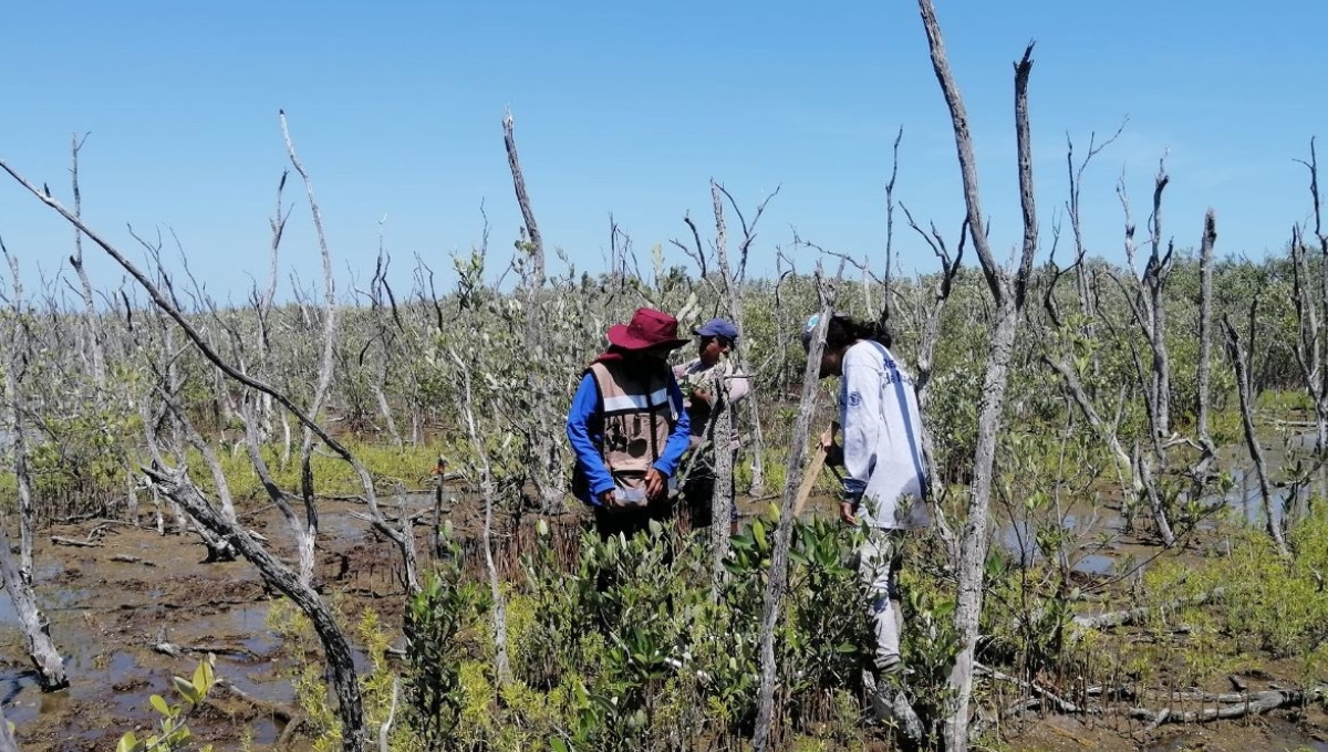 Las condiciones en las que se encuentra el manglar es producido por el sector industrial