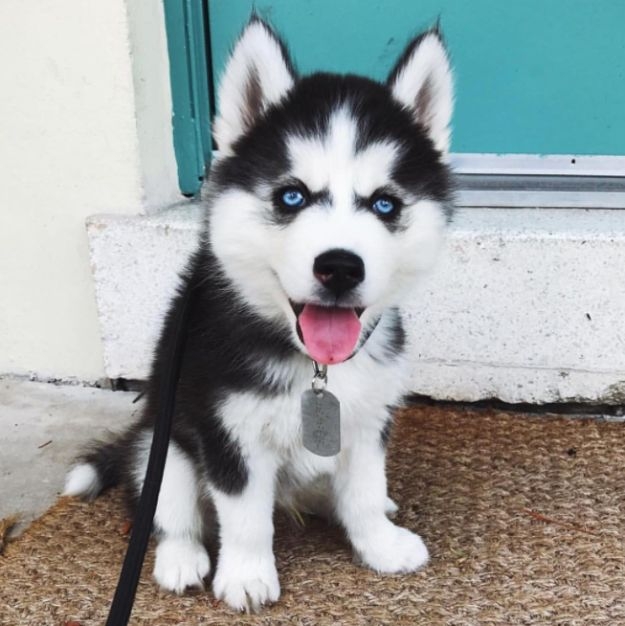 El perrito fue robado de la cochera de su casa en la colonia San Rafael El perrito fue robado de la cochera de su casa en la colonia San Rafael