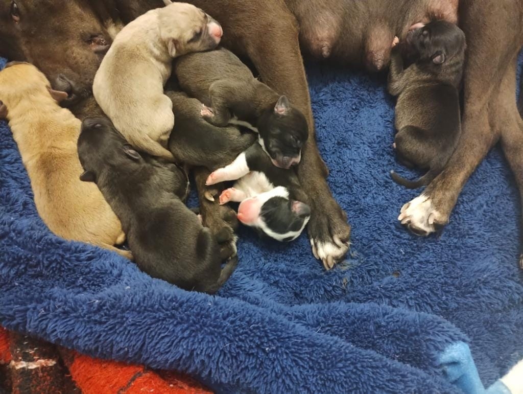 La escuela organizó un 'baby shower' para recolectar víveres para la perrita