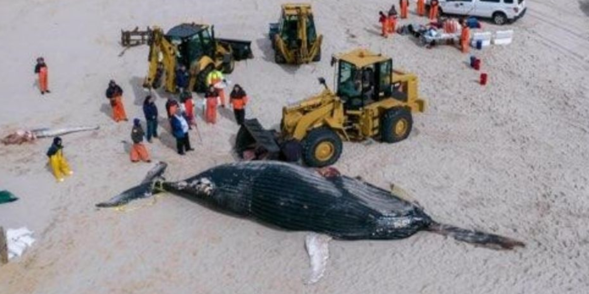 Una de las ballenas encontradas en las costas de Estados Unidos. Foto: Especial Una de las ballenas encontradas en las costas de Estados Unidos. Foto: Especial
