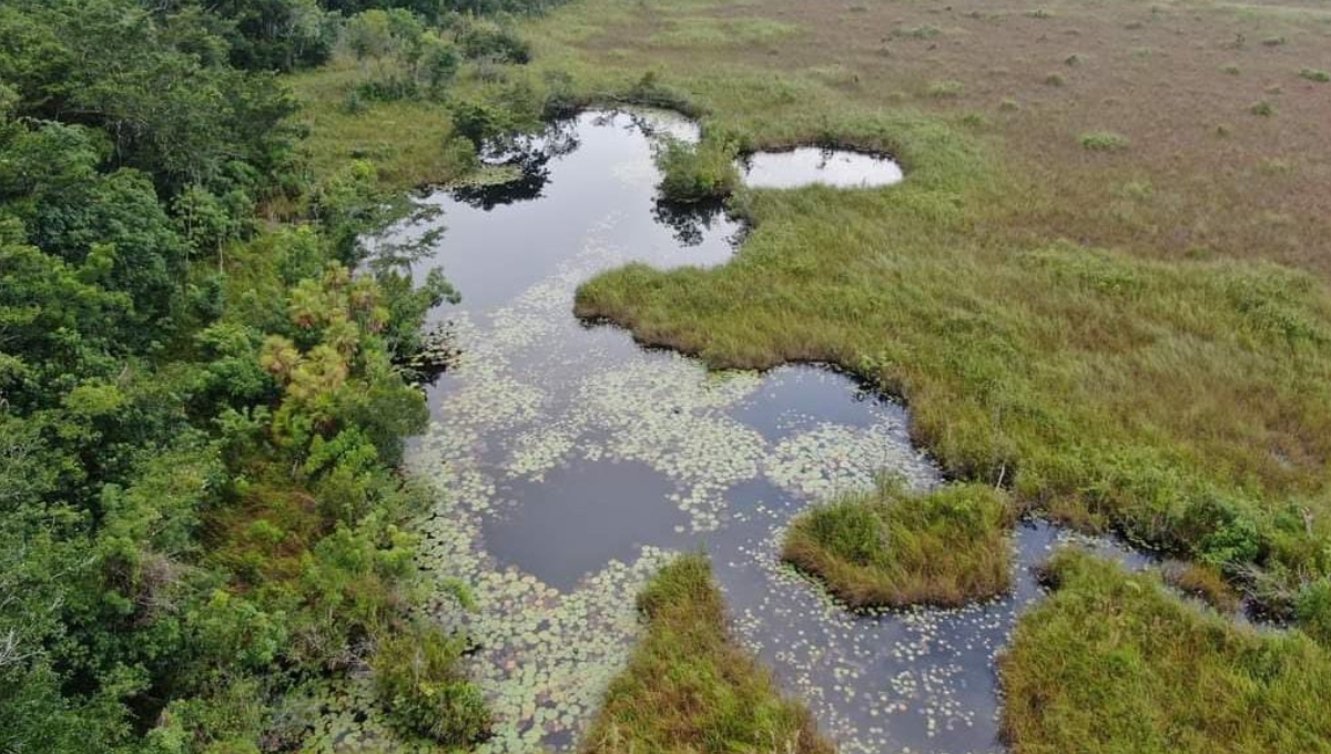 Secretaría de Medio Ambiente busca detener deforestación en municipios de Campeche