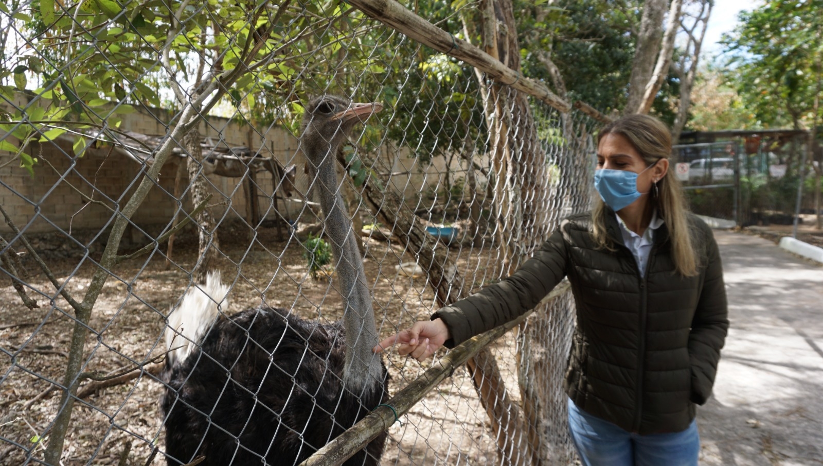 El Fiscal acusó que los perros callejeros ponen riesgo a otras especies silvestres