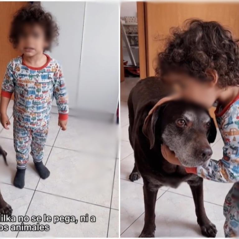 Niño enseña valores en redes sociales: "A los animales no se les pega" Niño enseña valores en redes sociales: "A los animales no se les pega"