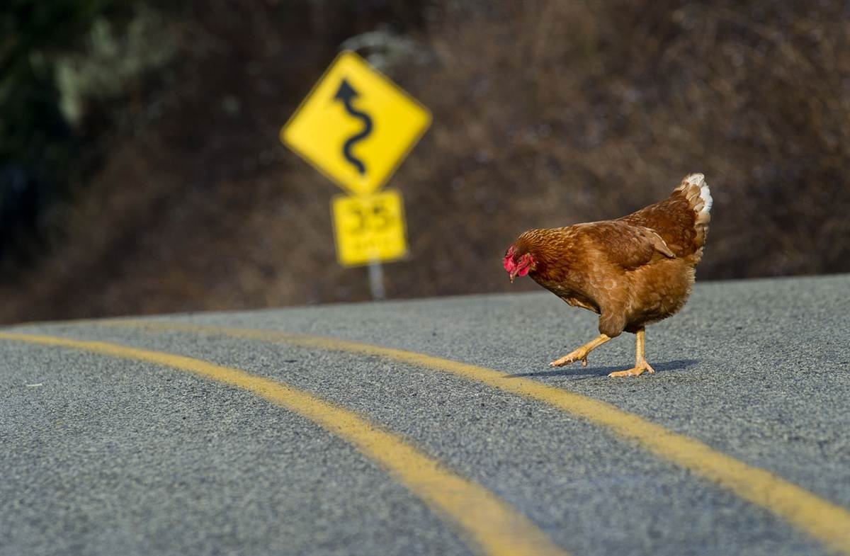 Muchos transeúntes intentaron espantar a la gallina